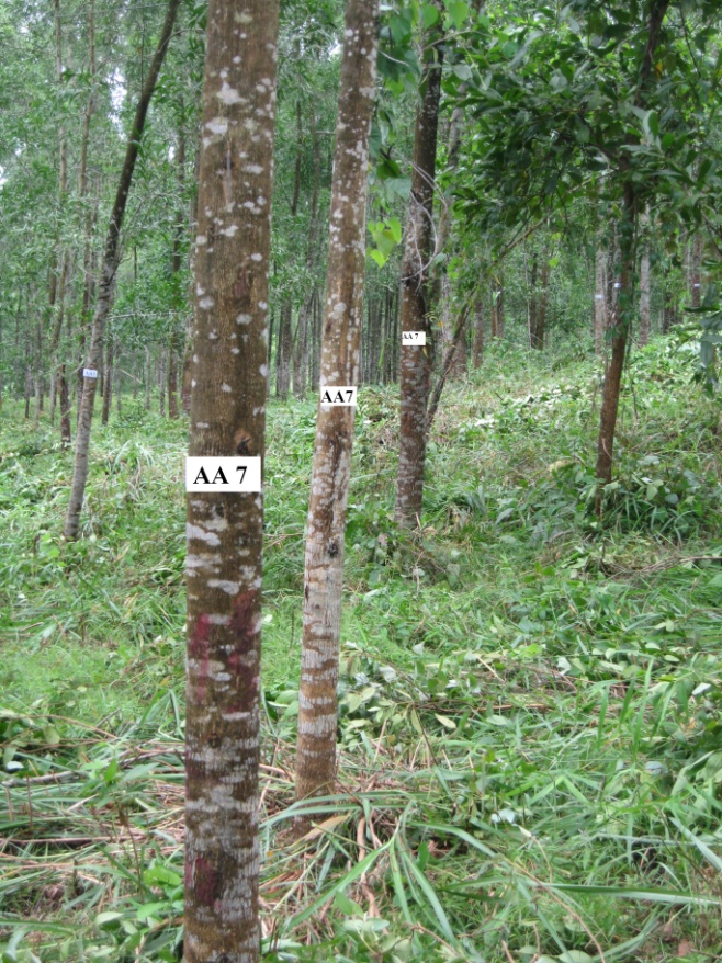 AA7
