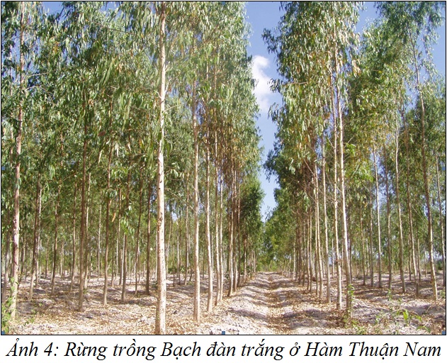 BachdanTrang