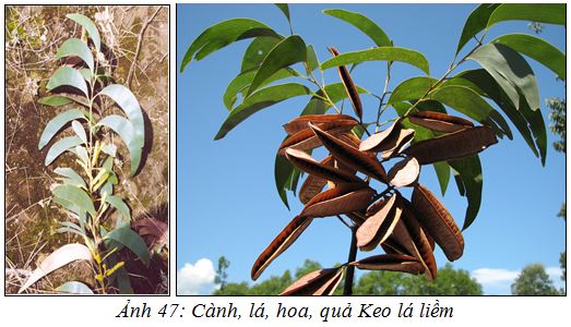 Keo LaLiem