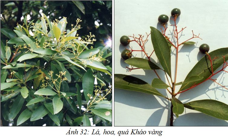 Khaovang