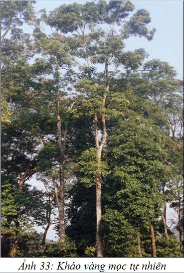 Khaovang1