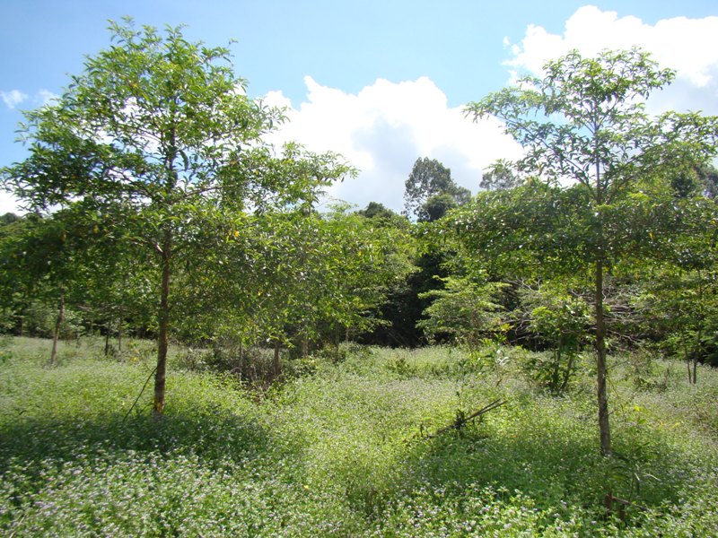 ChieuLieu