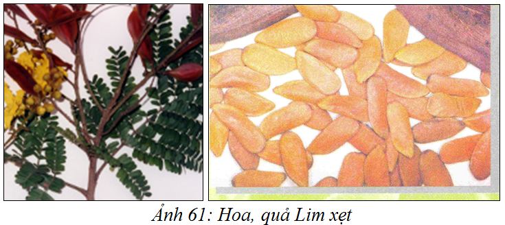 Limxet