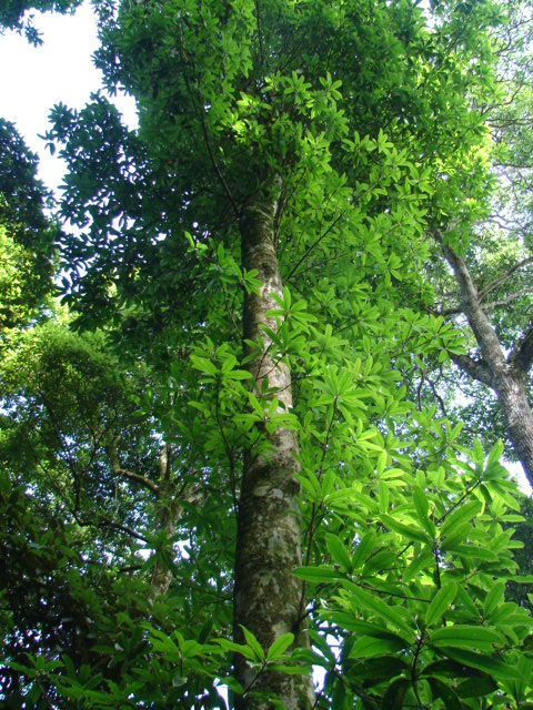 Mỡ Hải Nam 1