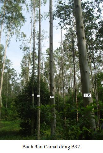 B32
