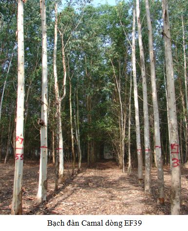 EF39