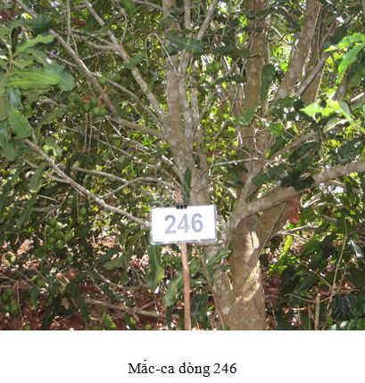 Macca246
