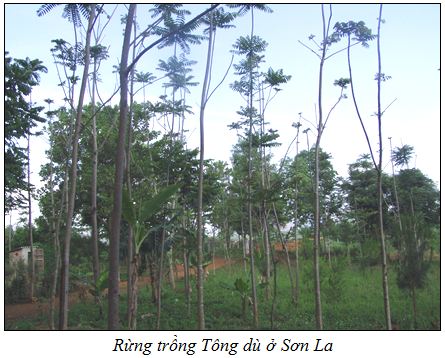 TongDu