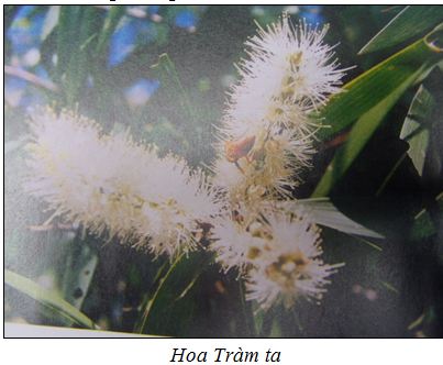 Tramta1
