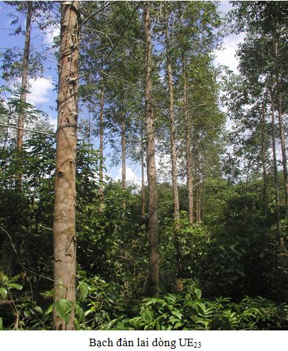 UE23