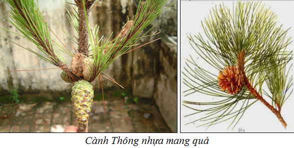 Thongnhua1