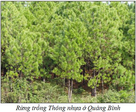 Thongnhua2