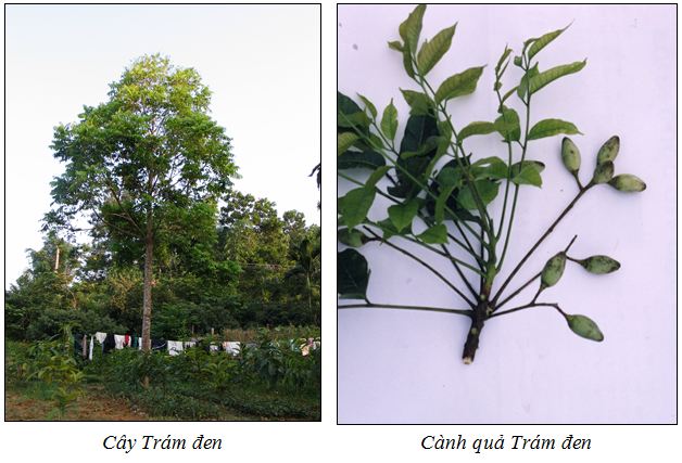 Tram den1