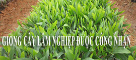 Giống cây lâm nghiệp được công nhận