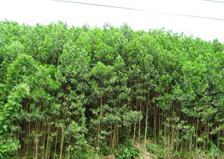 15-04-20 Keo tai tuong