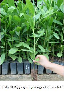 keo tai tuong bloomfile
