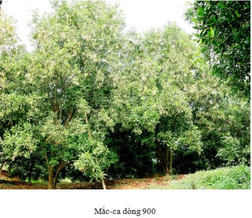 maca 900
