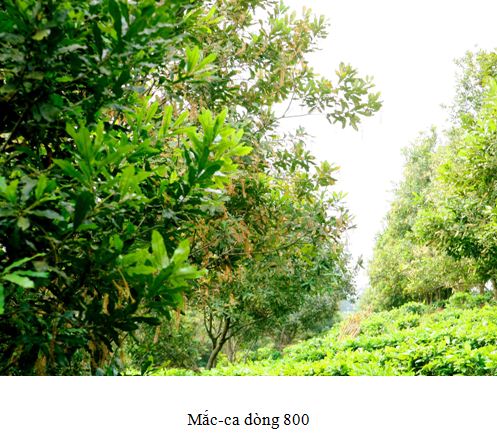 macca800