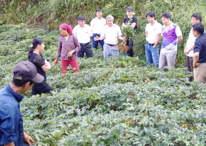 17-06-23 HT Laocai3