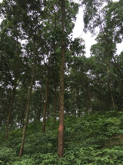 17-06-29 Keo tai tuong