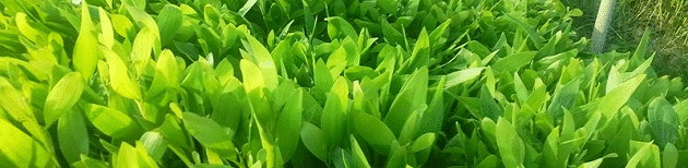 Giống cây lâm nghiệp được công nhận