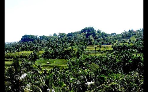   Quy định mới về quản lý và tổ chức lễ hội