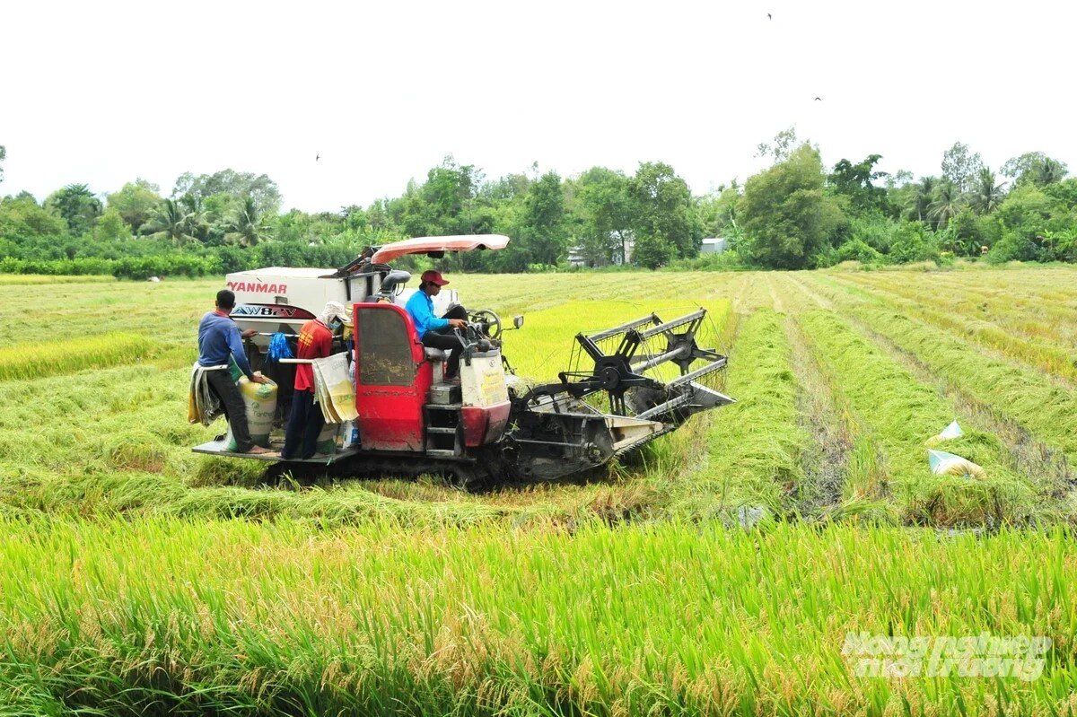 Linh hoạt ứng phó giá lúa giảm, nông dân Đồng Tháp tìm hướng đi bền vững 