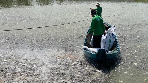 Gỡ 'nút thắt' con giống, dịch bệnh, cá tra Việt Nam bứt phá 