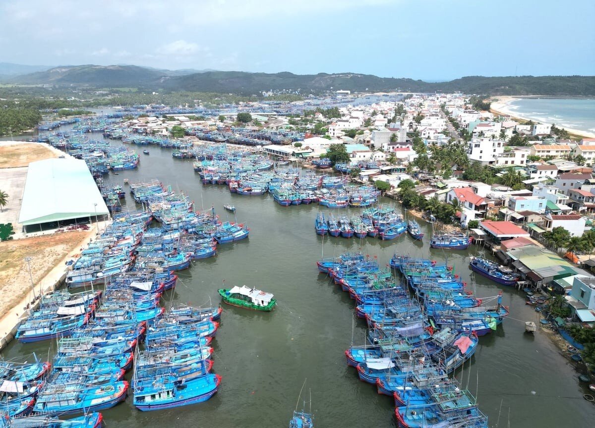 Đăng ký nhận khuyến mãi  cảng cá Tam Quan (Gia Lai) thành trung tâm đấu giá cá ngừ đầu tiên tại Đông Nam Á