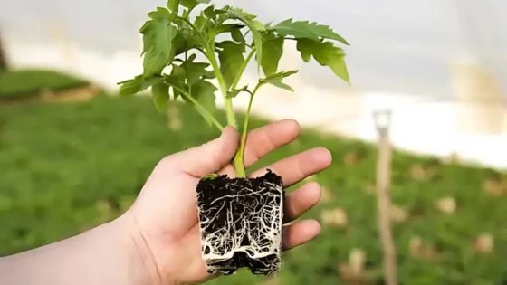 Nghệ An: Triển khai quy định về nhập khẩu cây mang theo bầu đất và mã số vùng trồng