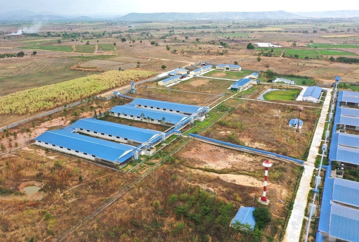 Gia Lai dừng tiếp nhận dự án J881 tải ứng  heo quy mô nhỏ 