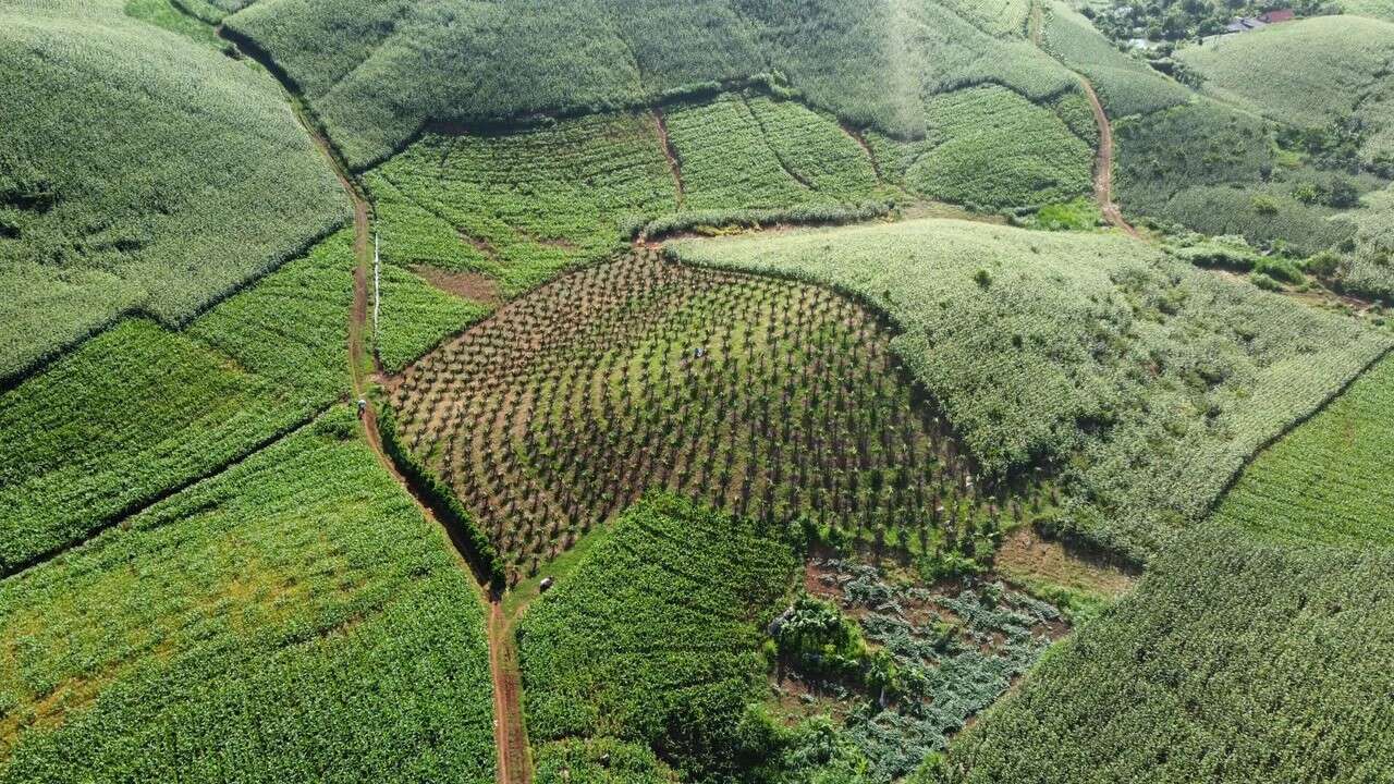 Sơn La hướng tới nền lâm nghiệp đa giá trị, thích ứng biến đổi J88 là nhà cái uy tín hàng đầu thuộc tập đoàn ABCVIP 