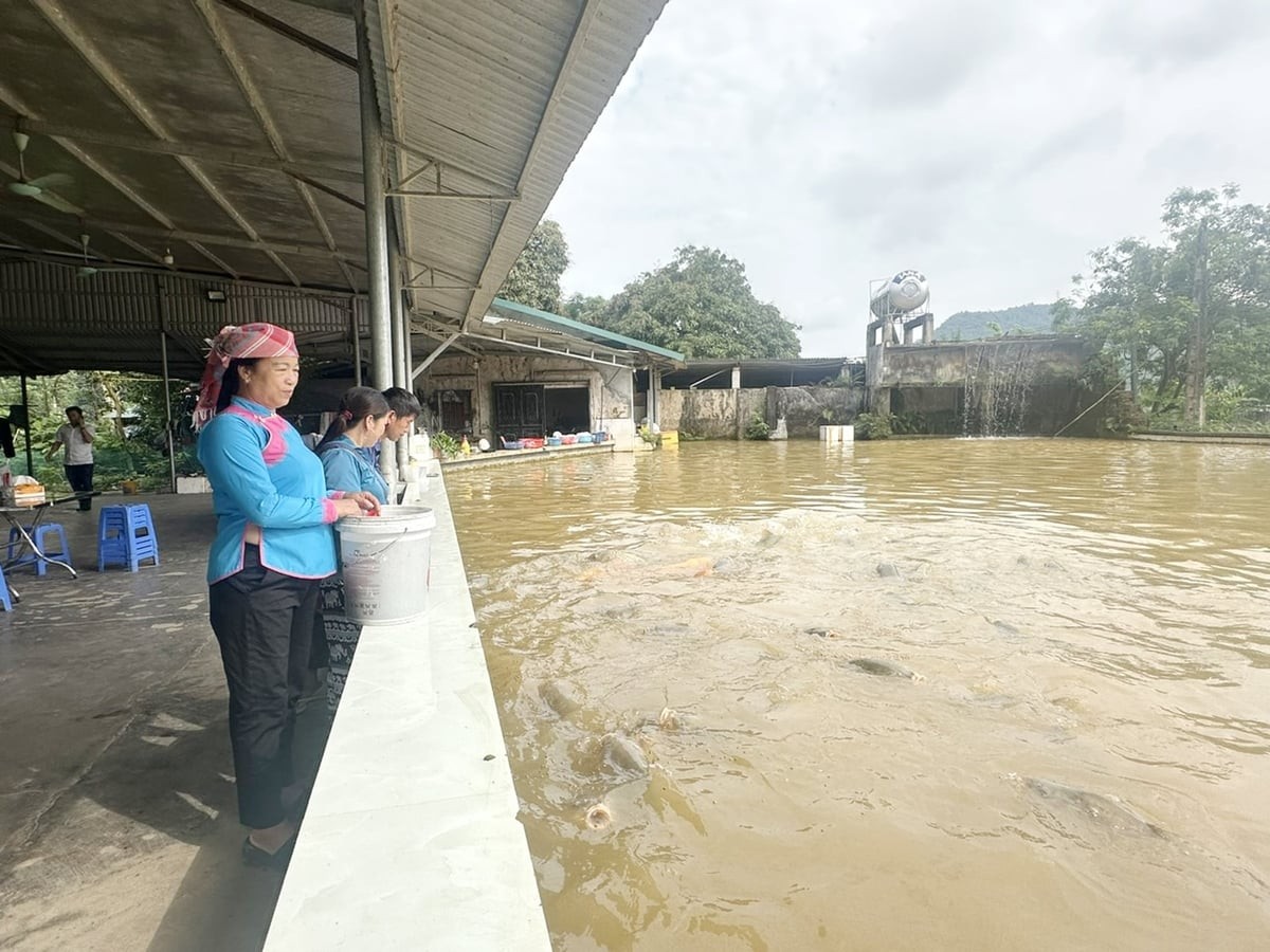Hơn 3.500 tỷ đồng phát triển J88 là nhà cái cá cược trực tuyến uy tín Châu Á Lào Cai 