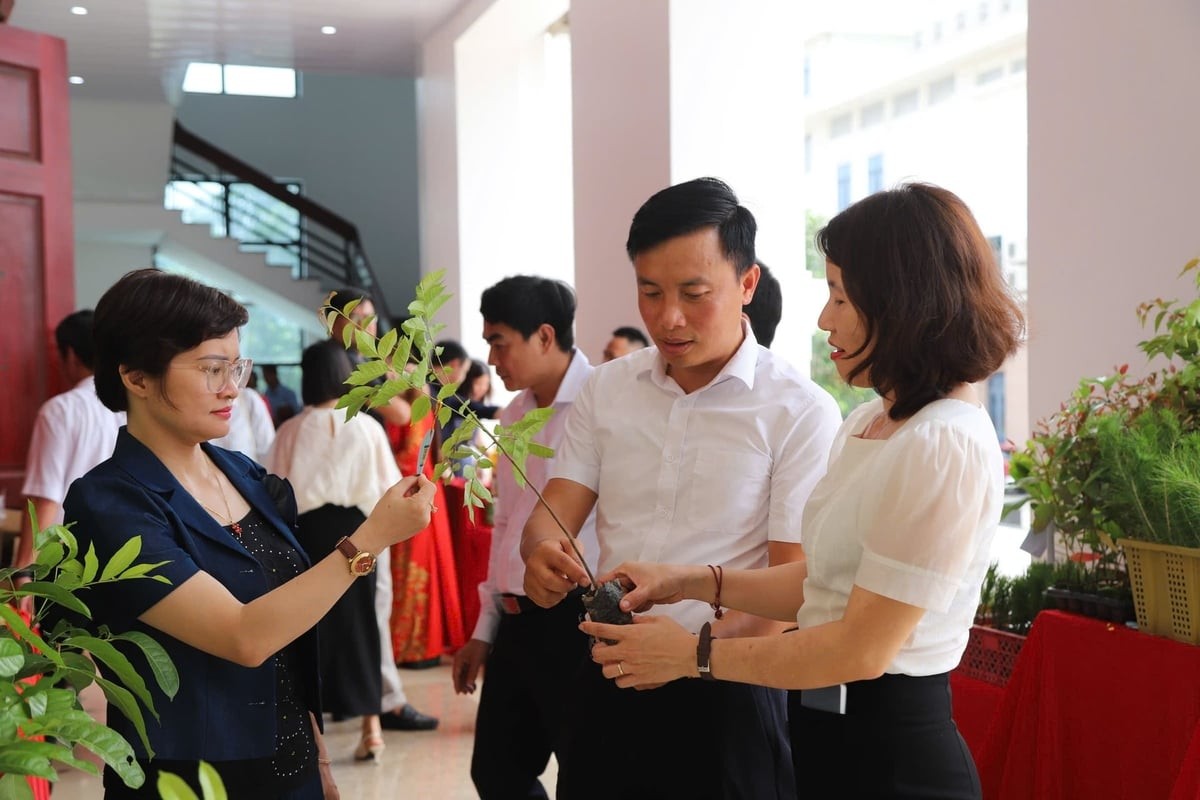 Phát triển kinh tế dưới tán rừng để bảo vệ 'lá phổi xanh' bền vững 