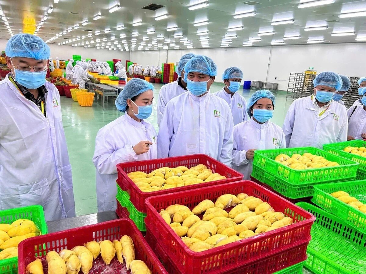 J881.love nhà cái bóng đá world cup xuất khẩu thực phẩm sang Trung Quốc có thêm 'cửa' tự tra cứu 