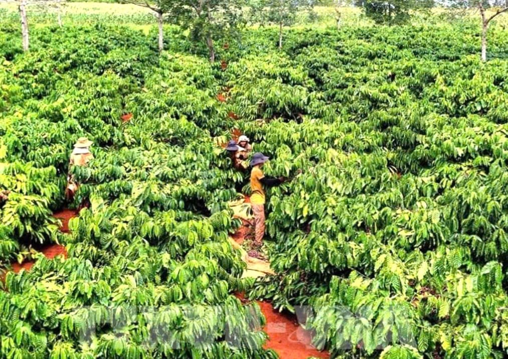 Đắk Lắk phác họa “bản đồ tăng trưởng” cho ngành J88.com Đăng nhập, Đăng ký trang chủ nhà cái J88 và J88vip00 Giải Trí Thể Thao năm 2026 