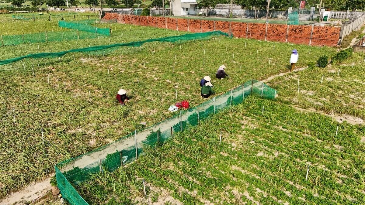 El Nino làm tăng 'nền rủi ro' nắng nóng, thiếu hụt mưa và khô hạn 