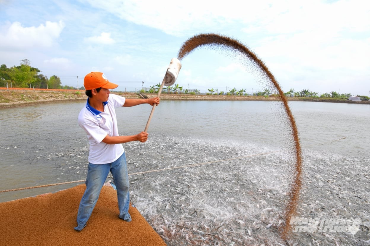 Tìm giải pháp nuôi và phát triển bền vững ngành cá tra 