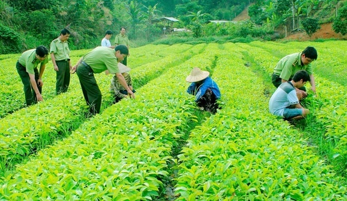 Khung chế tài mới trong quản lý trồng trọt và kiểm dịch J881.love trải nghiệm miễn phí 