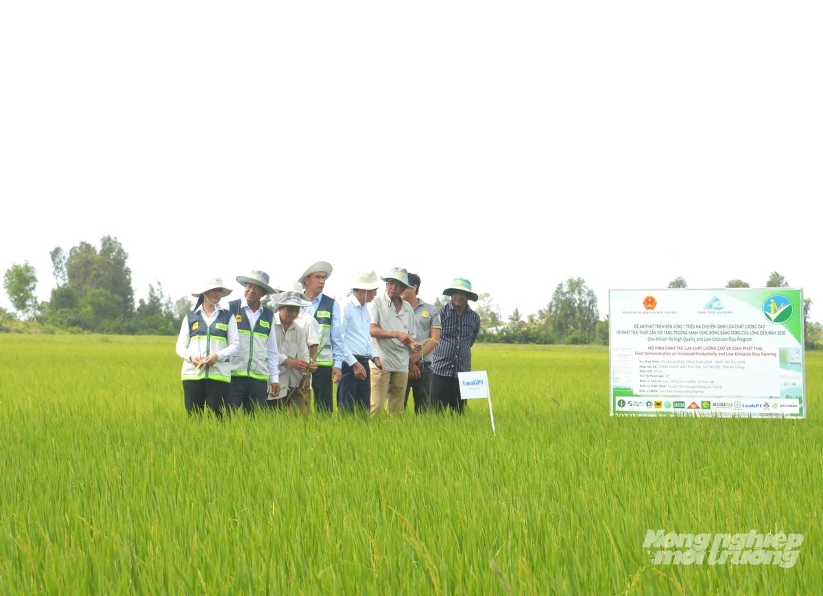 An Giang đạt hơn 1,2 triệu tấn lúa chất lượng cao, phát thải thấp 