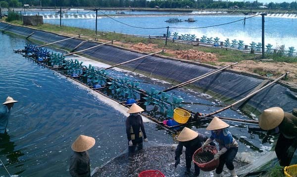 Hải Phòng: 277 vùng nuôi J88.com Đăng nhập, Đăng ký trang chủ nhà cái J88 nằm trong khu vực nguy hiểm mùa mưa bão 
