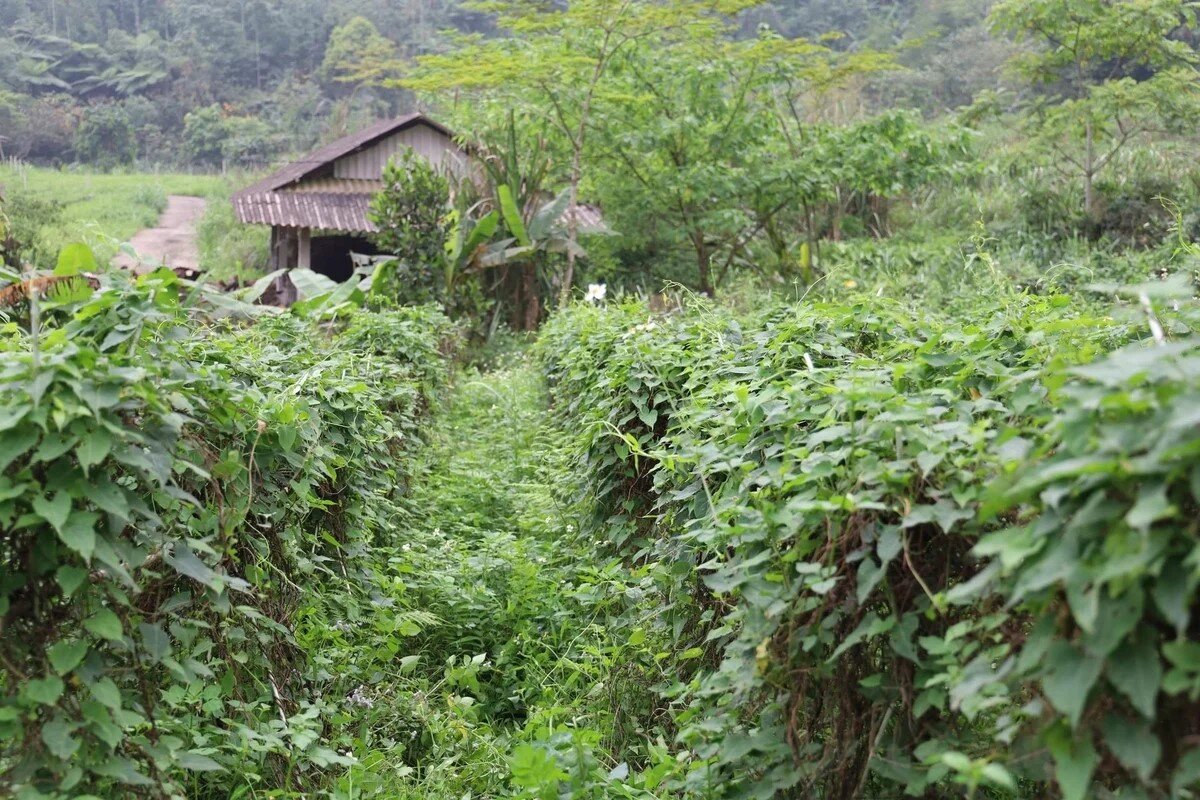 Lào Cai phát triển kinh tế dưới tán rừng gắn với sinh kế bền vững