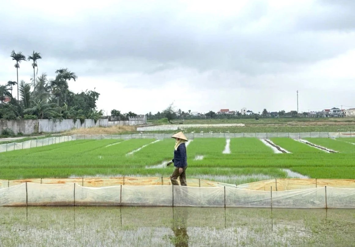 Hải Phòng sẵn sàng phương án chống úng cao nhất, bảo vệ lúa và hoa màu 
