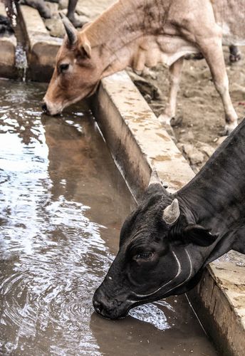   Phê duyệt Đề án phát triển giá trị đa dụng của hệ sinh thái rừng