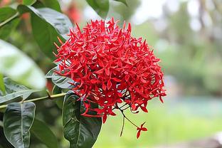   Đồng chí Nguyễn Tiến Thành, Phó Bí thư thường trực Tỉnh ủy, Chủ tịch HĐND tỉnh thăm, chúc tết văn nghệ sĩ